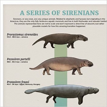 Evolution Of Sirenians